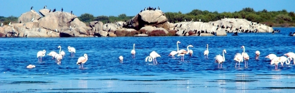 Observation des oiseaux dans le magnifique lagon de San Teodoro - Costa del Sole Travel 